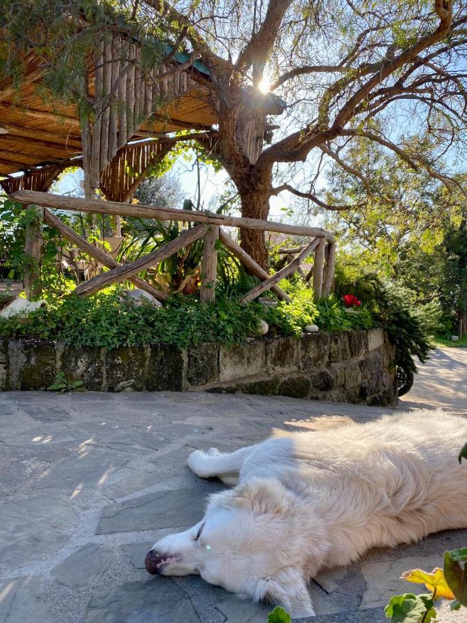Agriturismo L'Olivara Piano di Sorrento Exterior foto