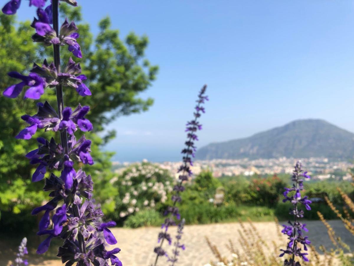 Agriturismo L'Olivara Piano di Sorrento Exterior foto